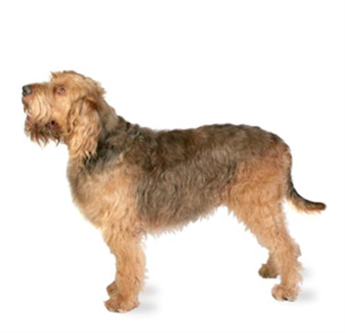 otterhound.jpg